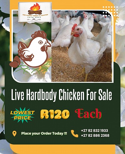 🐔 Live Harbody Chickens for Sale