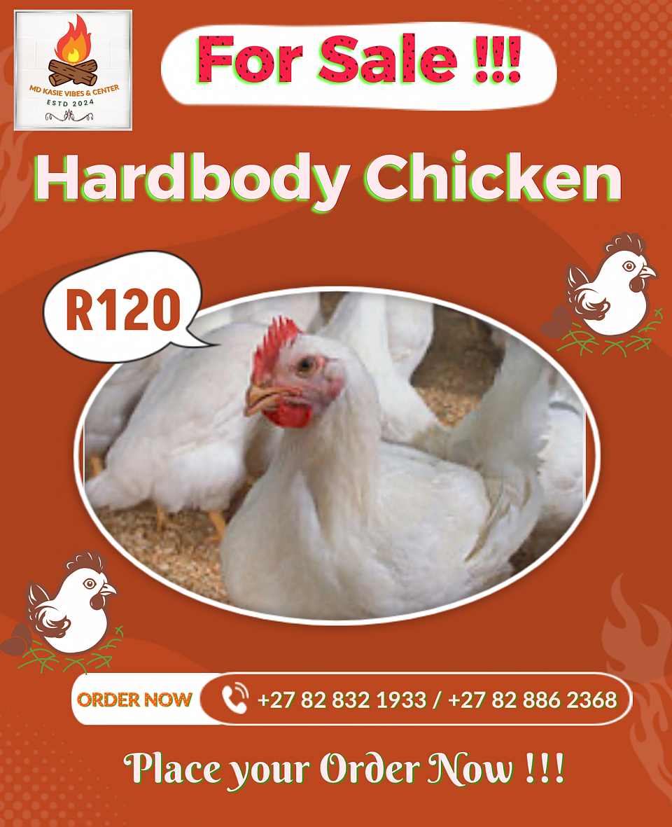 🐔 LIVE HARDBODY CHICKENS FOR SALE